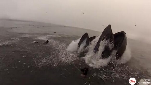 Les Dents de la mer en Californie : deux baleines manquent d'avaler des plongeurs