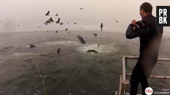 Belle frayeur pour deux plongeurs qui ont failli être avalés par deux baleines en Californie.