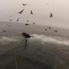 Deux plongeurs se baignent en Californie avant de voir deux baleines remonter à la surface.