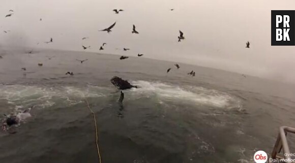 Deux plongeurs se baignent en Californie avant de voir deux baleines remonter à la surface.