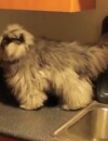Colonel Miaou est le chat le plus poilu du monde selon le Livre des Records