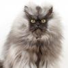 Colonel Meow a été élu chat le plus poilu du monde