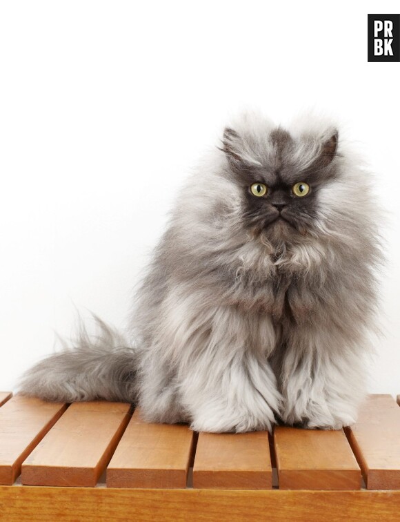 Colonel Meow a été élu chat le plus poilu du monde
