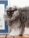 Colonel Meow, une vraie boule de poils dans le Guinness Book