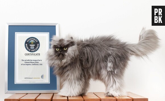 Colonel Meow, une vraie boule de poils dans le Guinness Book