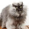 Colonel Meow est le chat le plus poilu du monde