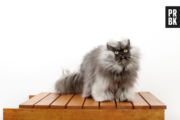 Colonel Meow est le chat le plus poilu du monde