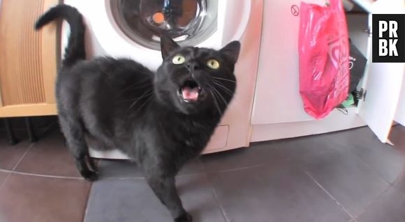 Norman fait des vidéos : "avoir un chat" vu par le célèbre podcasteur de YouTube