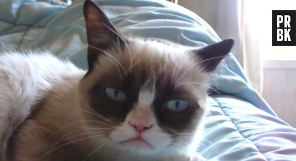 Grumpy Cat bientôt star de cinéma ?