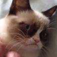 Un film sur Grumpy Cat est en préparation