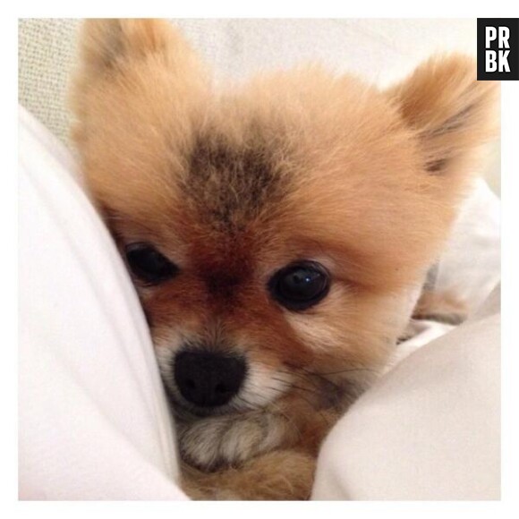 Lea Michele : son chien Pearl, le 15 octobre 2013 sur Twitter