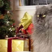 Grumpy Cat, Colonel Meow... Noël avant l&#039;heure avec les chats stars du web