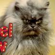 Grumpy Cat, Colonel Meow, Oskar the Blind Cat, Nala Cat et Hamilton the Hipster Cat fêtent Noël pour Friskies