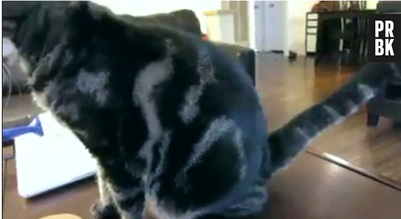 les chats vont dominer le monde