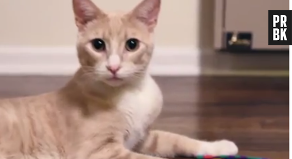 les chats meilleurs que Miley Cyrus