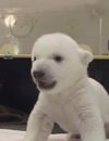 Un bébé ours polaire apprend à marcher et manger au Zoo de Toronto