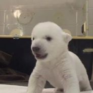 Des Associations S Inquietent Pour Les Deux Ours Polaires De Marineland Purebreak