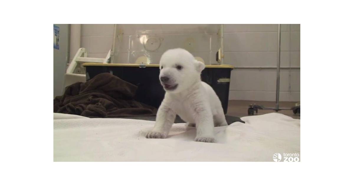 Le Bebe Ours Polaire Le Plus Mignon Du Monde Debarque Sur Youtube Purebreak Le Bebe Ours Polaire Le Plus Mignon Du Monde Debarque Sur Youtube Purebreak