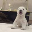 Un bébé ours polaire apprend à marcher et manger au Zoo de Toronto