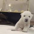 Un bébé ours polaire apprend à marcher et manger au Zoo de Toronto