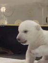 Un bébé ours polaire apprend à marcher et manger au Zoo de Toronto