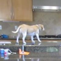 [VIDEO] Le coup de génie d&#039;un chien pour voler quelques nuggets tout juste cuits