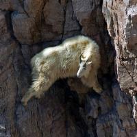 [PHOTOS] La chèvre de montagne, l&#039;animal le plus casse-cou de la planète : la preuve en images