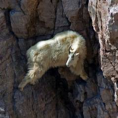 [PHOTOS] La chèvre de montagne, l'animal le plus casse-cou de la planète : la preuve en images