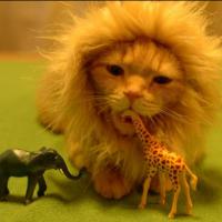 [CUTE] &quot;Je suis le roi de la savane !&quot; : l&#039;histoire de ce bébé chat déguisé en lion
