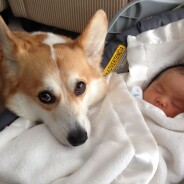 [VIDÉO] Quand les chiens protègent les bébés : la compilation méga cute du jour