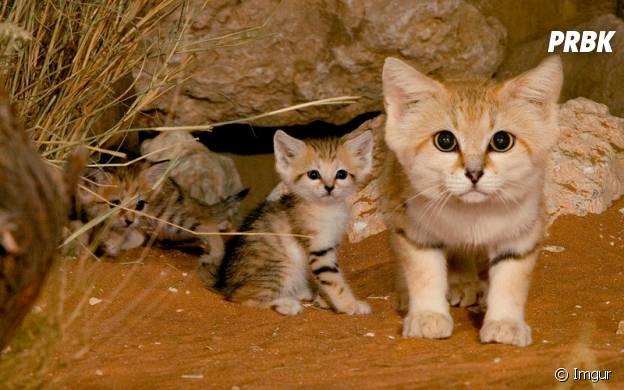Cute Le Chat Des Sables L Animal Le Plus Mignon Du Desert En 15 Photos Purebreak Cute Le Chat Des Sables L Animal Le Plus Mignon Du Desert En 15 Photos Purebreak