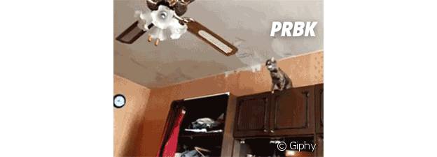 chute de chat