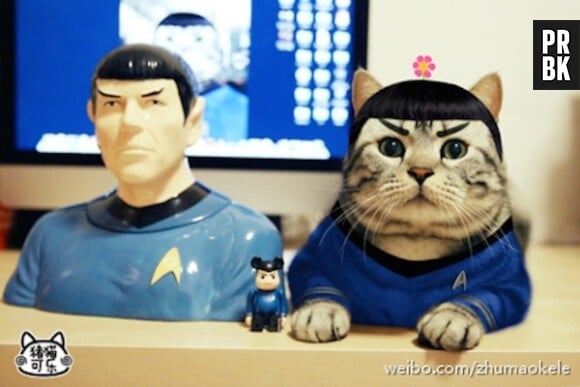 Zhumao Kele : le nouveau chat-star du web en Spock de Star Trek