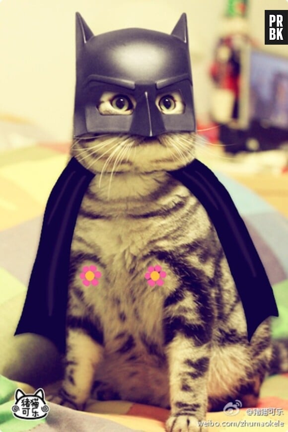 Zhumao Kele : le nouveau chat-star du web en Batman