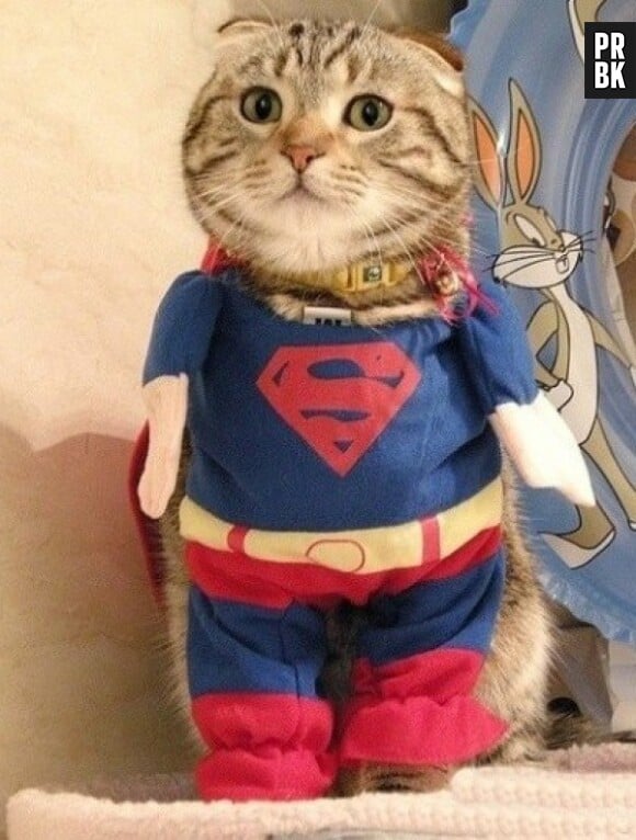 Le chat superman