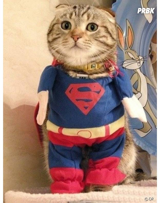Коты Супергерои Картинки