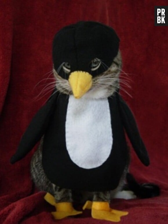 Le chat-pingouin