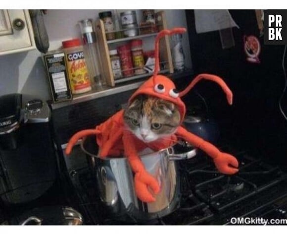 Le chat-homard