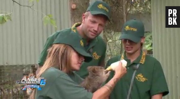 Les Anges 6 : Anaïs Camizuli nourrit un bébé koala