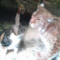 [CUTE] Cette amitié entre un chaton et un lynx va vous faire craquer