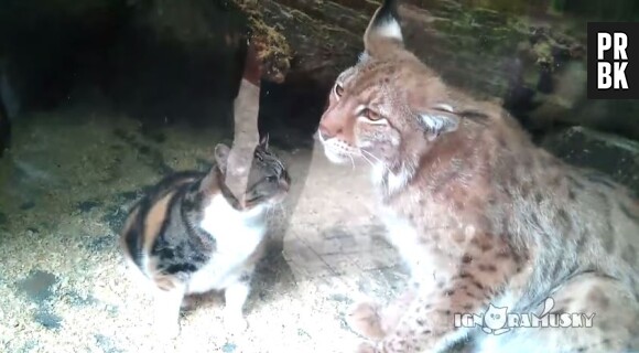 Ce chaton et ce lynx boréal du Zoo de St-Petersbourg se sont liés d'amitié