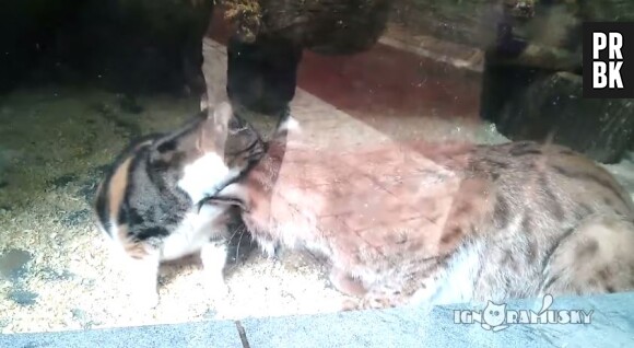 Un lynx boréal du Zoo de St-Petersbourg s'est lié d'amitié avec un chaton
