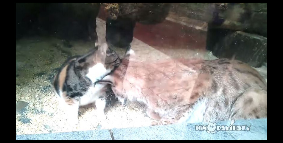  Un&amp;nbsp;lynx bor&amp;eacute;al&amp;nbsp;du Zoo de St-Petersbourg s&#039;est li&amp;eacute; d&#039;amiti&amp;eacute; avec un chaton 