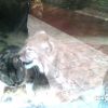 Un chat et un lynx boréal du Zoo de St-Petersbourg sont inséparables depuis le début du mois de juin 2014