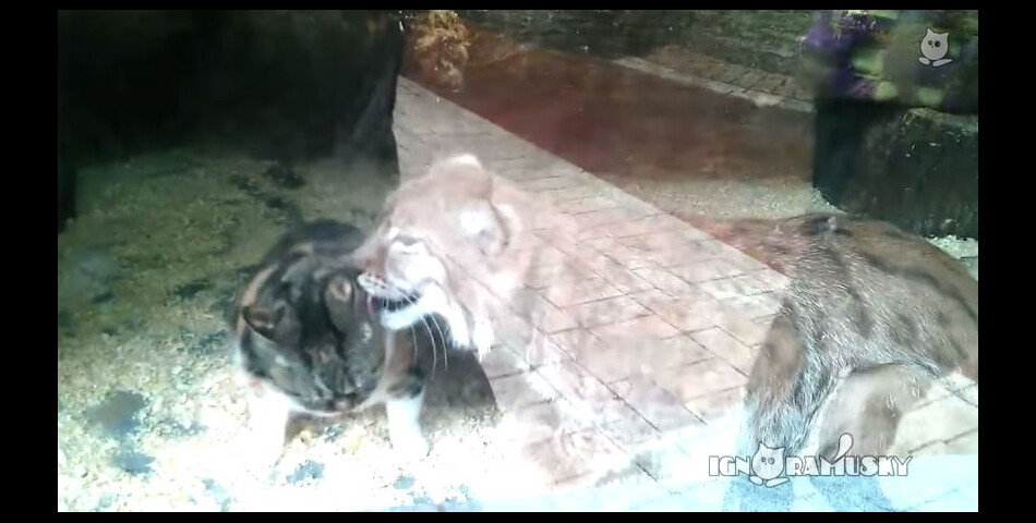 Un chat et un lynx bor&amp;eacute;al du Zoo de St-Petersbourg sont ins&amp;eacute;parables depuis le d&amp;eacute;but du mois de juin 2014 