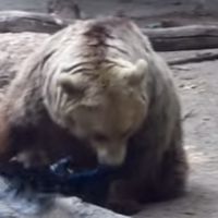 [CUTE] Un ours sauve un oiseau de la noyade