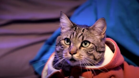 Winston : le chat "love coach" et délirant des Youtubers de WonderFools
