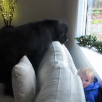 Le cache-cache adorable d&#039;un chien géant et d&#039;une petite fille