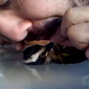 Un Brésilien sauve un oiseau... avec un massage cardiaque !