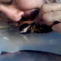 Un Brésilien sauve un oiseau... avec un massage cardiaque !